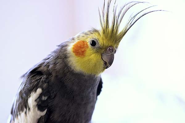 Why Do Cockatiels Spread Their Wings