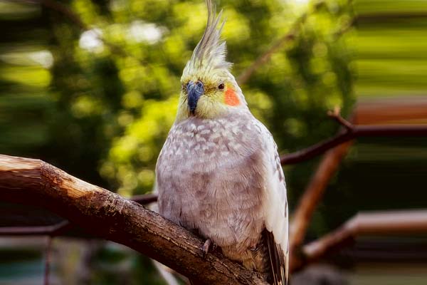 how much does a cockatiel cost