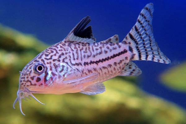 Are Cory Catfish Aggressive? Discover the Real Temperament of These Gentle Creatures