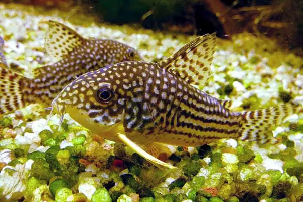 Are Cory Catfish Hardy? The Ultimate Guide to Keeping These Adaptable Fish!