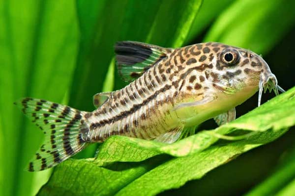 Are Cory Catfish Nocturnal? Get the Inside Scoop on Their Daily Routines