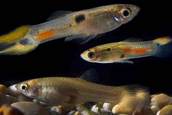 Are Guppies Schooling Fish? A Clear Answer