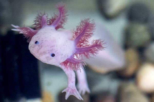 Axolotls Tank Mates