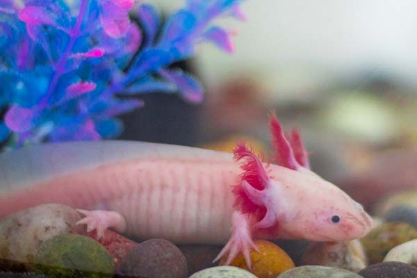 Axolotls