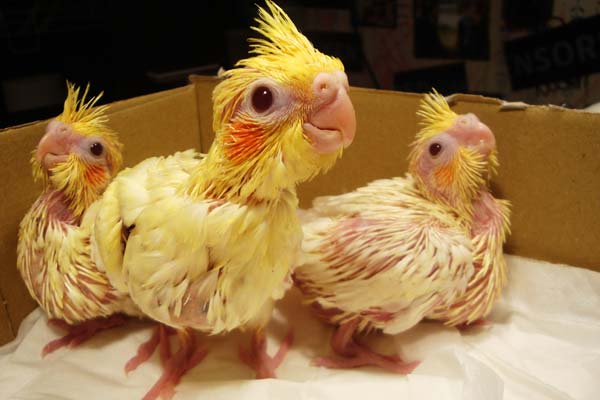 Baby Cockatiel Care