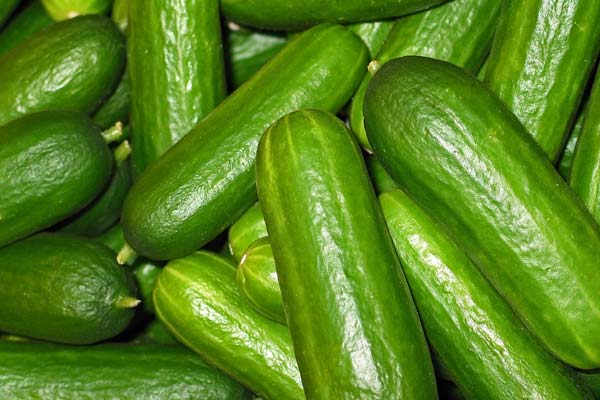 Can Tortoises Eat Cucumbers? A Comprehensive Guide