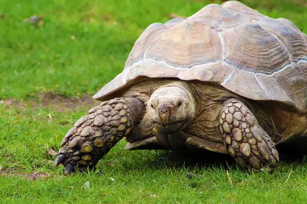 Can Tortoises Swim