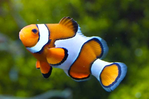 Clownfish Species: The Colorful Heroes of the Ocean