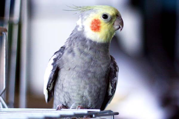 Cockatiel