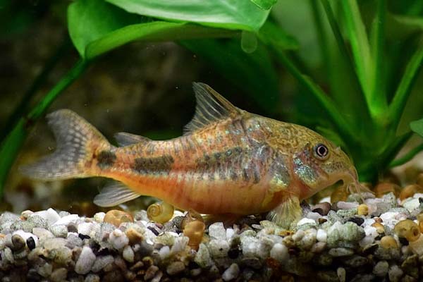 Cory Catfish Tank Mates: Find the Perfect Fish Friends for a Balanced Aquarium