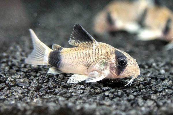 Do Cory Catfish Need a Heater? A Clear Answer