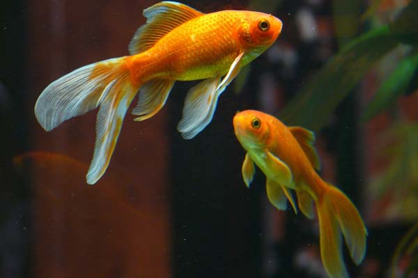 Do Goldfish Need a Heater? A Closer Look at Temperature Requirements and Care