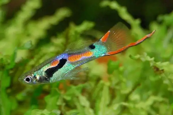 Do Guppies Need a Heater? A Guide to Providing Optimal Temperature for Your Fish