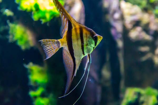 The Beginner’s Guide to Fish Keeping: A Clear and Comprehensive Overview