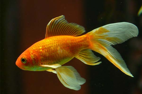 Goldfish 101: Everything You Need to Know About Types, Varieties, and More