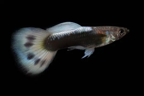How Big Do Guppies Get? A Comprehensive Guide to Guppy Size