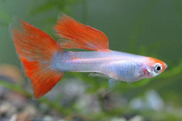 How Do Guppies Mate? A Comprehensive Guide