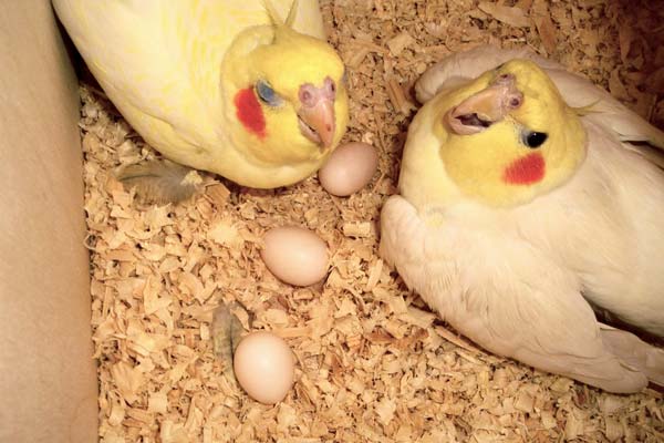 How Long Does it Take for Cockatiel Eggs to Hatch