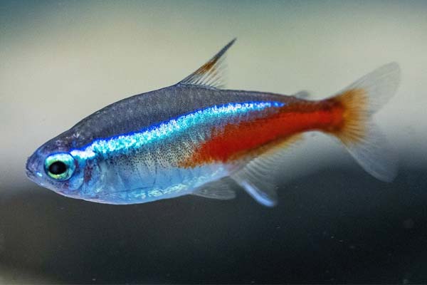 How Many Fish Can You Keep in a 5-Gallon Tank? A Guide to Proper Stocking