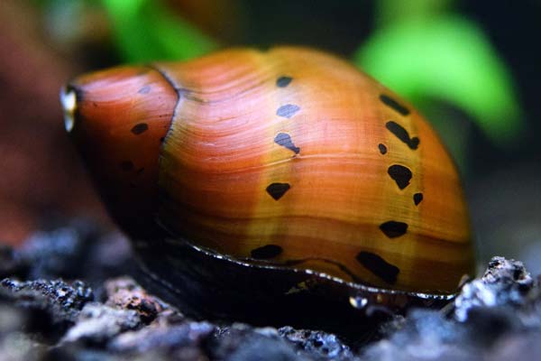 How Many Nerite Snails Per Gallon: A Guide to Proper Stocking Density