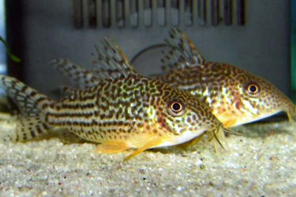 How to Stop Cory Catfish from Breeding: Effective Methods to Control Reproduction