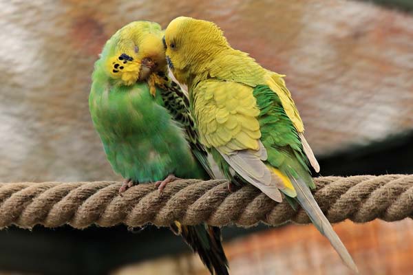 Parakeet Mating Season: What You Need to Know