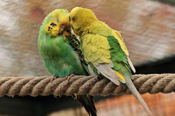Parakeet Mating Season