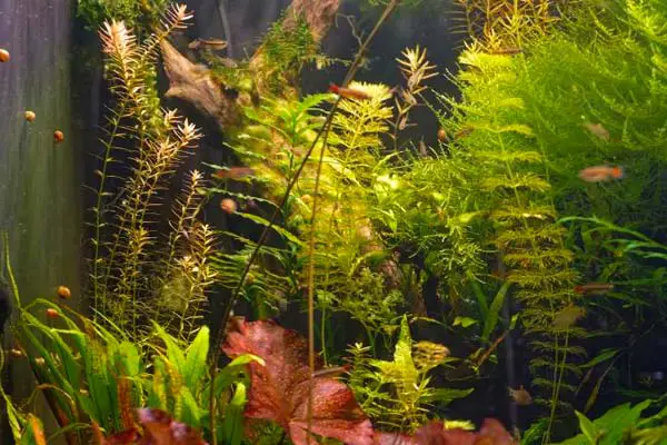 Rooted Aquarium Plants
