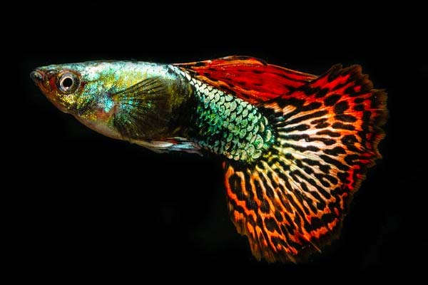 Tank Size for Guppies: How Much Space Do They Need?