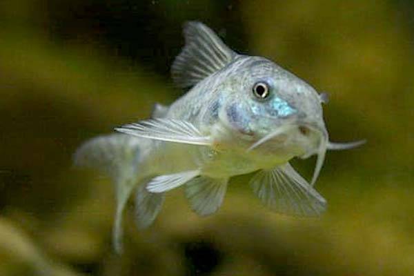 Types of Cory Catfish: A Comprehensive Guide to the Cutest Bottom-Dwellers