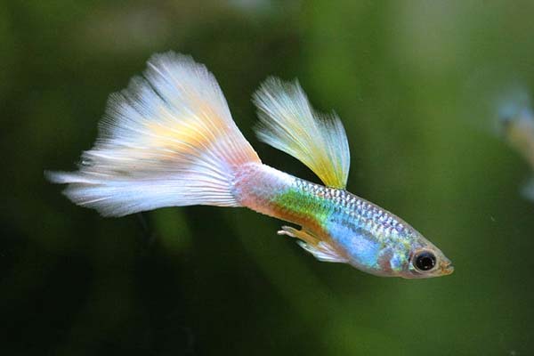 Types of Guppies: A Comprehensive Guide