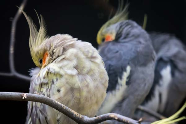 What Birds Can Be Kept With Cockatiels