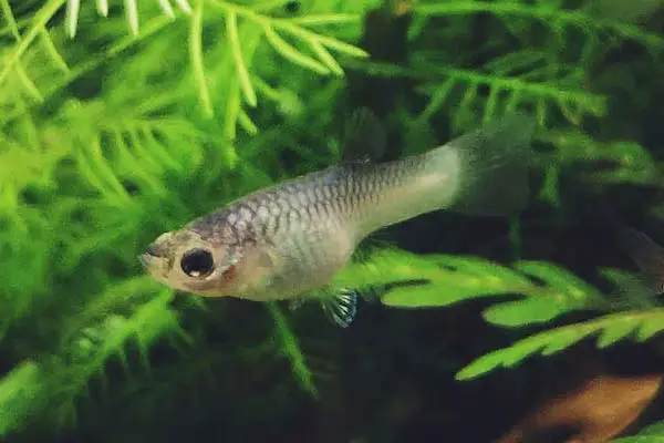When Separating Pregnant Guppies: Tips and Guidelines