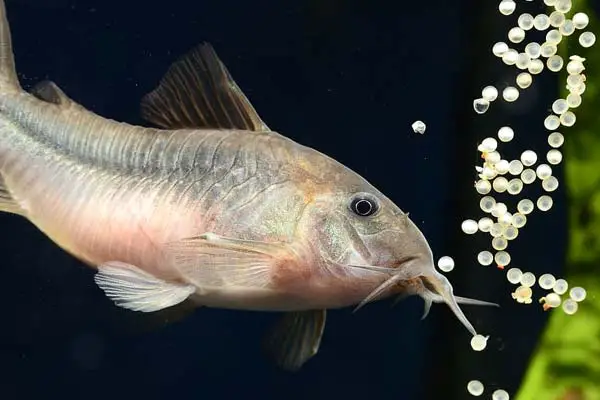 Where Do Cory Catfish Come From? Unravel Their Roots!