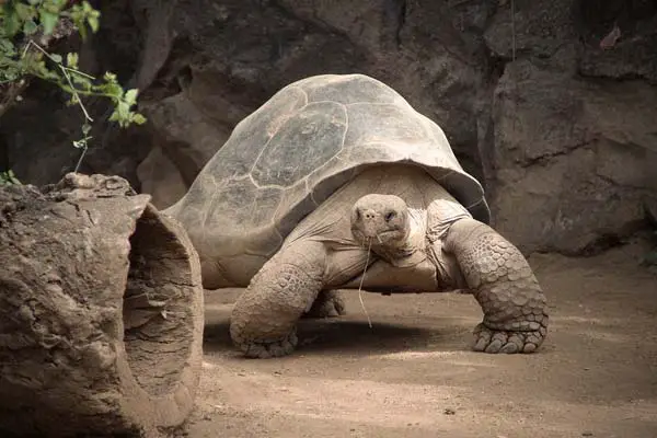Where Do Tortoises Live? A Comprehensive Guide to Their Habitat and Distribution