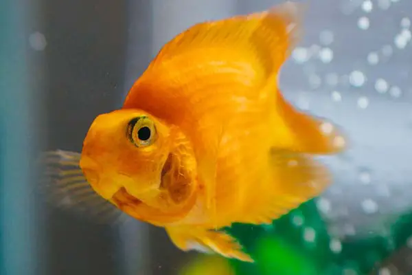 Why Do My Fish Keep Dying? Common Causes and Solutions
