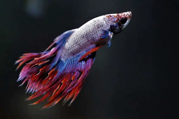 Why Is My Betta Fish Swimming Sideways? Understanding the Possible Causes