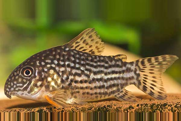 Can Cory Catfish Live Alone? Expert Advice on Maintaining a Healthy Aquarium