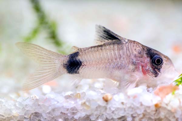 Cory Catfish Care: The Ultimate Guide to Species, Tank Setup, Breeding, and More