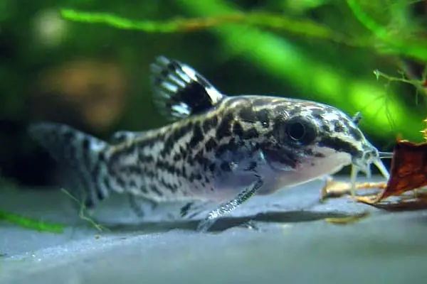 How Many Cory Catfish Can Thrive in a 10-Gallon Tank? Find Out Now!