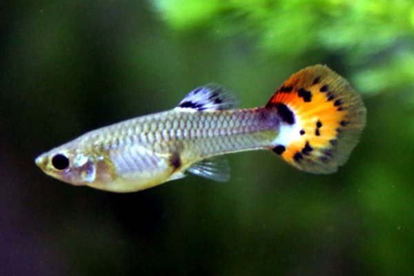 How Many Guppies in a 10 Gallon Tank? The Perfect Number