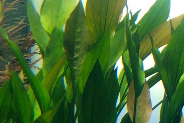 Amazon Swords plant for axolotl tanks