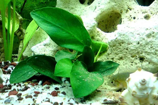 Anubias plant for axolotl tanks