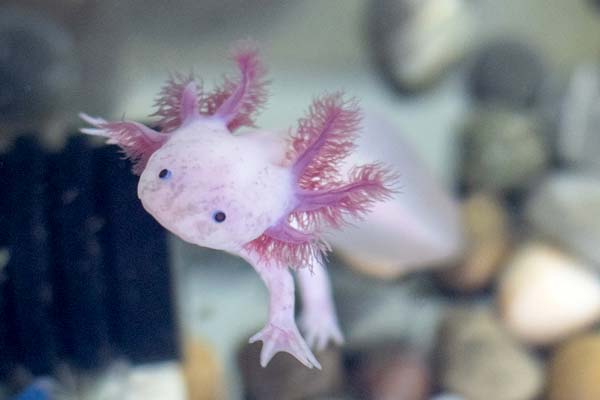 Are Axolotls Poisonous