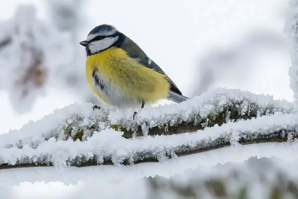 Are Birds Warm or Cold-Blooded? The Definitive Answer