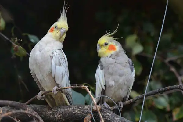 Are Cockatiels Loud? How to Train Your Bird to Be Quieter in Noisy Situations