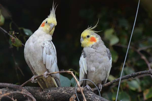 Are Cockatiels Loud