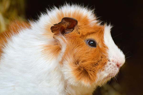 Are Guinea Pigs Color Blind