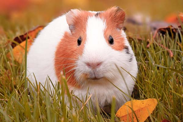 Are Guinea Pigs Hypoallergenic