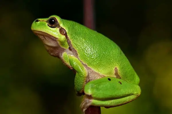 Are Tree Frogs Poisonous to Dogs
